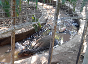 IFOTA Press Release: Shut Down the World's Worst Bengkulu Zoo !!! (July 28, 2015)