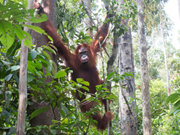 Kiwi is reported attacked by an Orangutan in Indonesia (August 27, 2015)