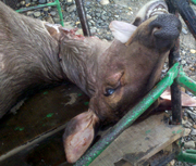 Bush Meat of Protected Species On Sale Openly (October 9, 2015)