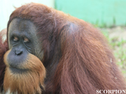 10 amazing orangutan facts you need to know