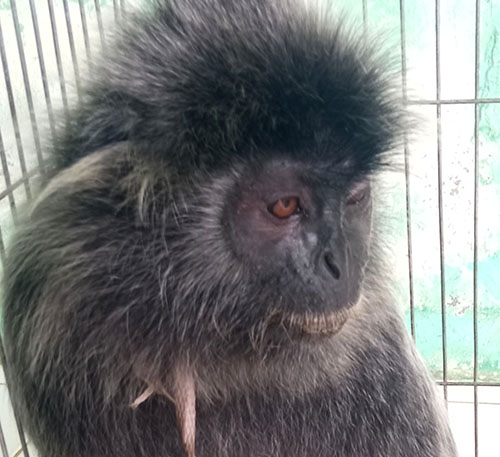 An Electrocuted Silver Langur Gets Intensive Treatment at Scorpion Indonesia Rescue Center (April 18, 2023)