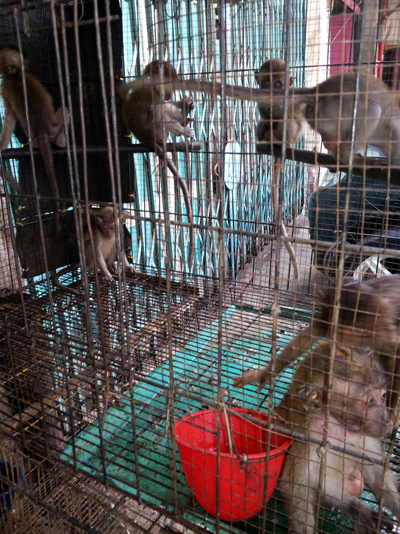 Pasar Bintang  - illegal sale of wildlife copy