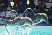 IFOTA Urges President Jokowi to Ban Dolphin Cyrcus. (July 23, 2015)