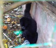 Siamang in Bengkulu Zoo Needs Action (August 3, 2015)