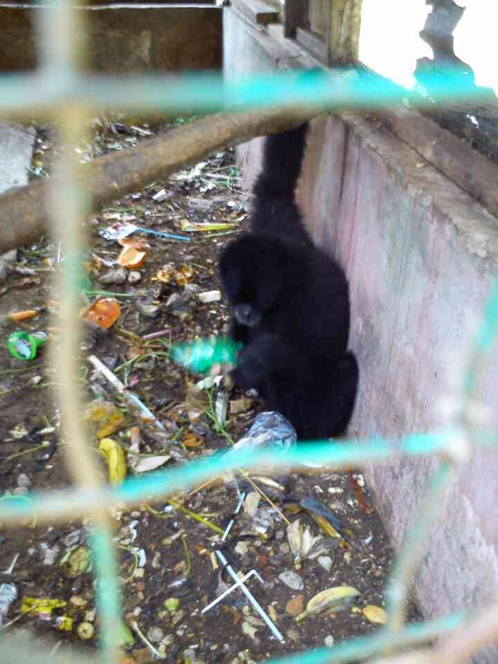 Siamang Bengkulu