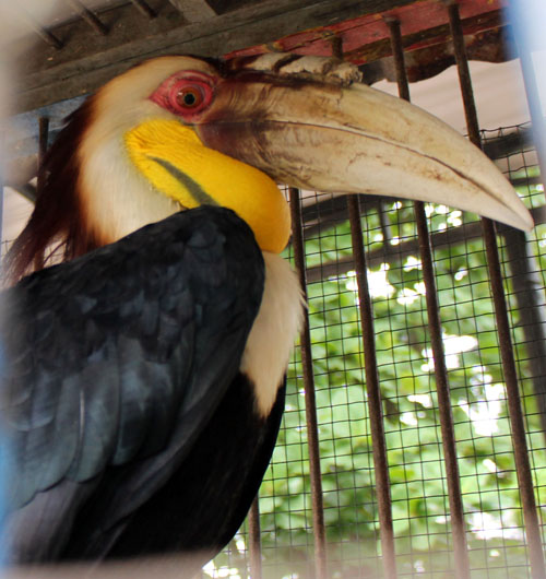 SPORC’s Leopard Brigade in Sumatra Confiscates Three Protected Birds (February 25, 2016)