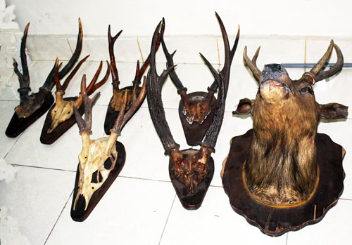 Another Leopard Brigade Work: Seven Stuffed Deer Heads Confiscated (February 26, 2016)