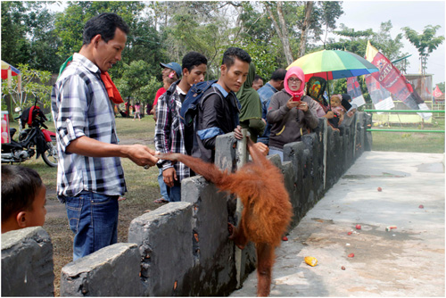  SCORPION: Improvement of Orangutan Welfare at Kasang Kulim Zoo Seriously Needed (February 23, 2016)