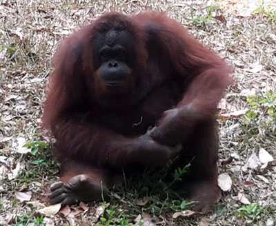 Row Hits Jakarta's N Korea Orangutan Plan (February 17, 2016)