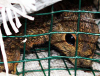 Squirrels From Aceh On Sale in Pasar Bintang Wildlife Market, Medan (February 16, 2016)