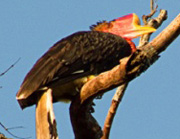 Helmeted hornbill critically endangered due to over hunting (February 22, 2016)