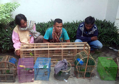 GNLP Authority Arrests Three Bird Hunters in Langkat, North Sumatra (February 24, 2016)