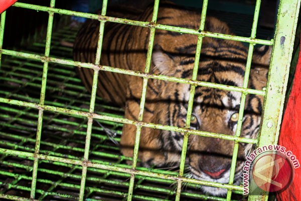 Two Tigers in BKSDA Bengkulu transferred to Seblat Nature Recreation Park (October 29, 2015)