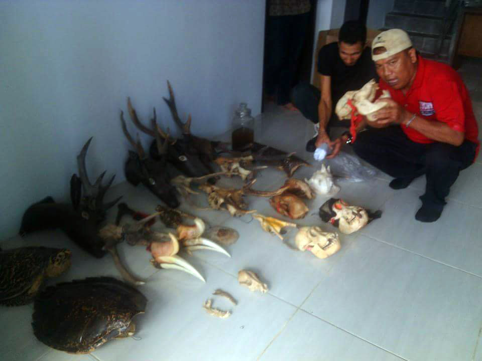 Scorpion Foundation Congratulates Government Law Enforcement Agencies for Busting Orangutan Skulls Trade in Singkawang, Borneo (April 22, 2016)