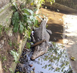 Bengkulu Zoo Abandoned for 21 years (July 30, 2015)