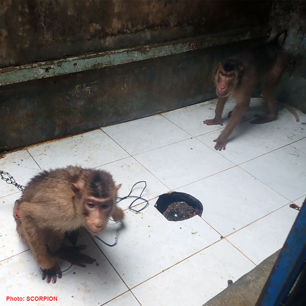 Rescuing an pair of Pig-tailed Macaques  from Belawan, Medan City (June 03, 2021)