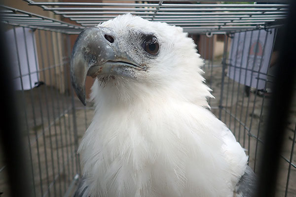 A White-bellied Sea Eagle is Successfully Rescued from Griya Family Complex, Medan (September 21, 2020)