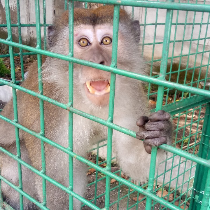 Relocation of three Macaques (Macaca fascicularis) to the Wildlife Sanctuary area of Karang Gading, Langkat, Sumatra (June 11, 2021)