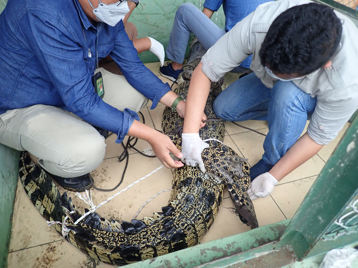 Rescue Mission of Crocodylus porosus From Tanjung Pura, Sumatra (January 06, 2021)