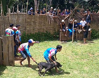 Dog-Wild Boar Fights Continue in Rural Area in West Java (March 11, 2018)